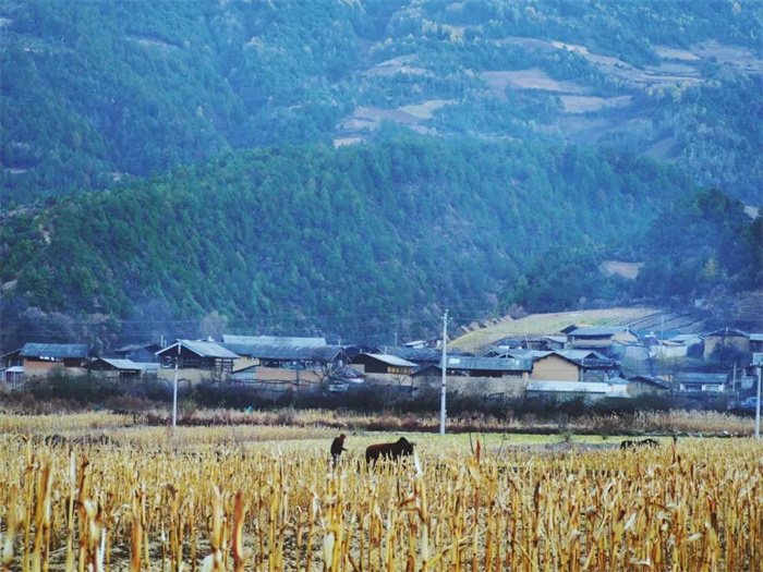 麗江特色節(jié)日：“殺年豬”對麗江人來說有多重要？
